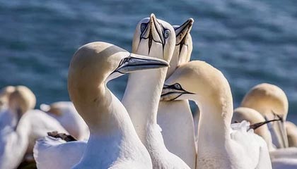 leyu乐鱼全站App下载-【男篮世界杯前瞻D组】埃及阔别29年参赛要当黑马？