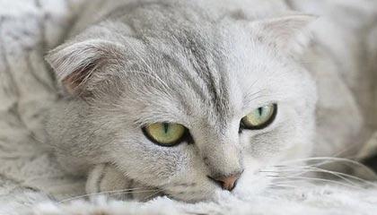 leyu乐鱼全站App下载-【男篮世界杯前瞻D组】埃及阔别29年参赛要当黑马？